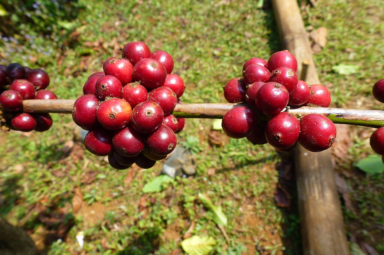 Photo: PIERRE ANDRE LECLERCQ / Wikimedia Commons, CC BY-SA 4.0 เวิร์กช็อปคัปปิ้งกาแฟโบลาเวน ปากเซ 2026